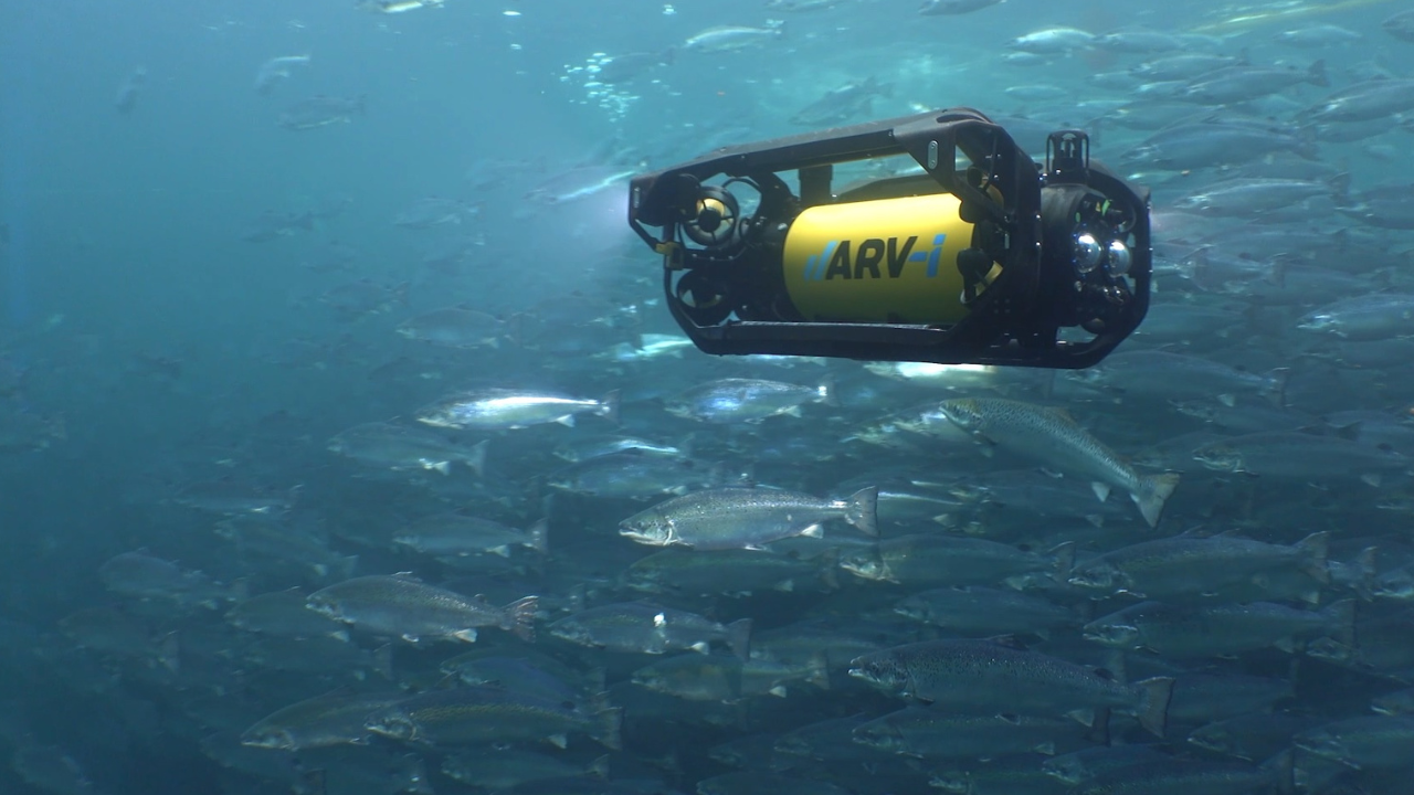 Invest - News - Boxfish