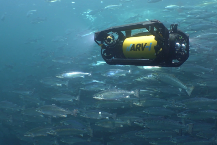 Invest - News - Boxfish